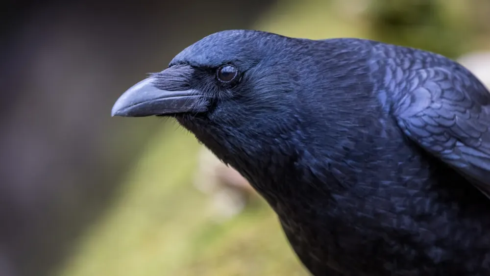 Carrion crow perched beside an interactive cognitive testing screen displaying random-dot visual stimuli